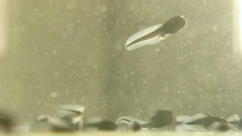 Asmr. Small black frog larvae swim in the water in the rays of the setting sun. Stock Footage 196915288