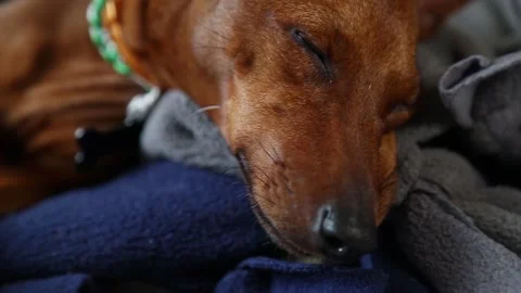 Asmr. A soothing, relaxing video. The muzzle of a cute dog Stock Footage 257834827