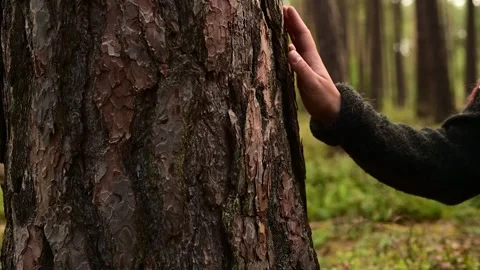 ASMR Video in the Woods touching a tree Stock Footage 261842506