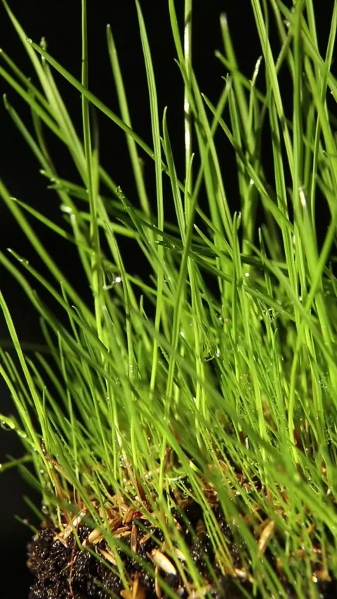 Asmr ,Young lawn grass turns on a black background. Vidéo 239407521