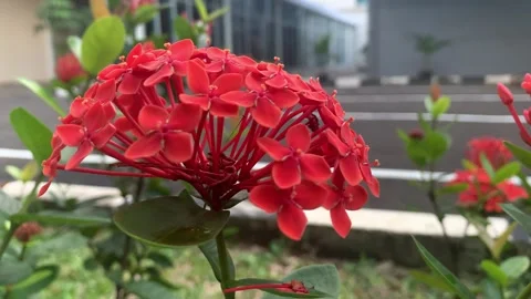 Asoka Flower Video stock 157679480