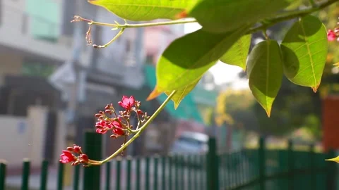 Asoka or Saraca or Sorrowless tree bouquet red flowers moving and blur garden Stock Footage 142414112