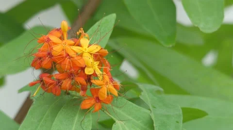 Asoke tree flowers shaking with wind Stock Footage 61462615