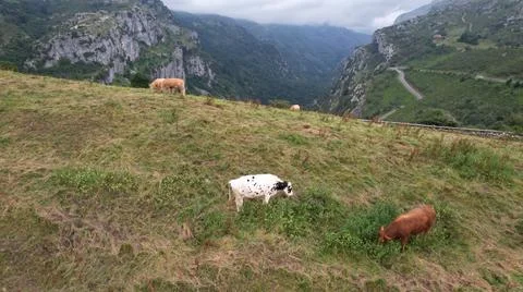 Asón Valley Stock Photos