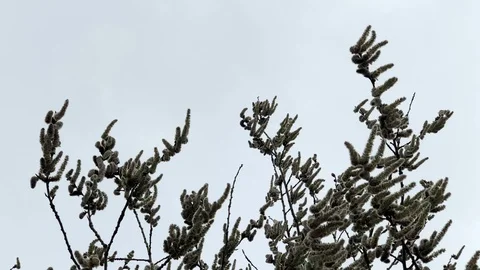 Asp aglets waving in the wind Stock Footage 106349146