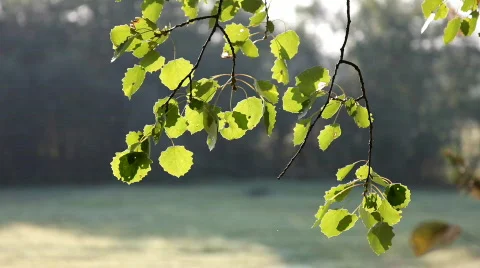 Asp aspen branch at windy autumn sunrise Stock Footage