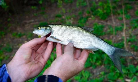 Asp (Aspius aspius) Fish in hand fisherman closeup Foto stock