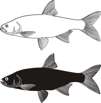 Asp, fish predator Stock Illustration