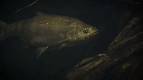 Asp (Leuciscus aspius) Stock Footage 178573330