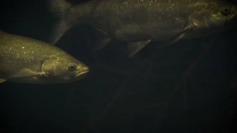 Asp (Leuciscus aspius) Video stock 178574402