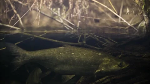 Asp (Leuciscus aspius) Video stock 178575027