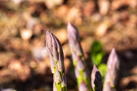 Asparagus With Aphids Stock Photos