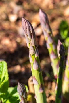 Asparagus With Aphids Stock Photos