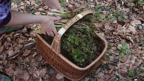 Asparagus in a basket Stock Footage 108486504