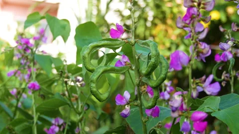 Asparagus beans vegetable grown in home garden along with its flower Stock Footage 256729202