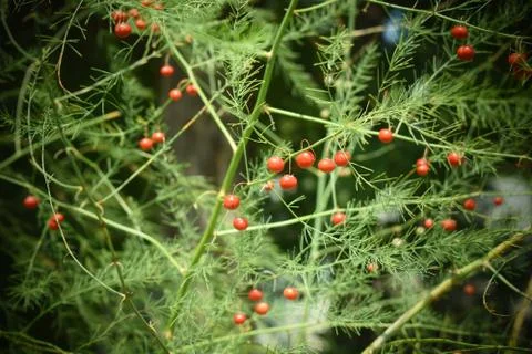 Asparagus Berries Stock Photos