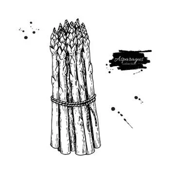 Asparagus bunch hand drawn vector illustration. Isolated Vegetable engraved.. Stock Illustration
