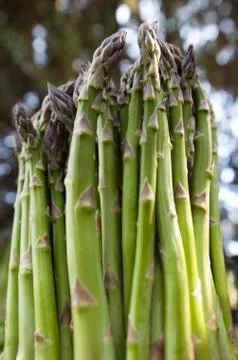 Asparagus bunch Stock Photos