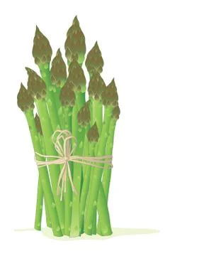 Asparagus bundle Illustrazione stock