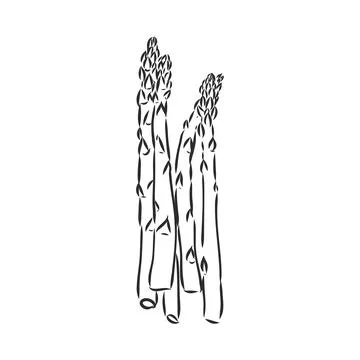 Asparagus cartoon vector asparagus, vector sketch on a white background Stock Illustration