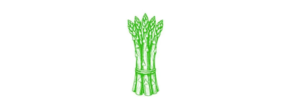 Asparagus Drawing Vector – Fresh Vegetable Illustration Stock Illustration