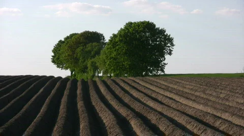 Asparagus field in Bavaria Germany Stock Footage