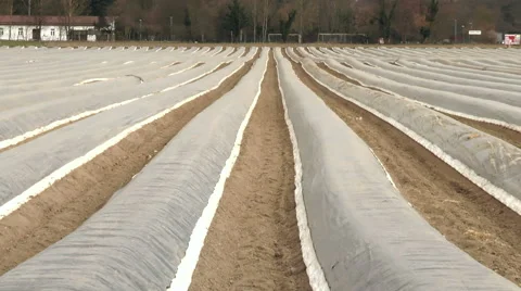 Asparagus field 動画素材 48317718