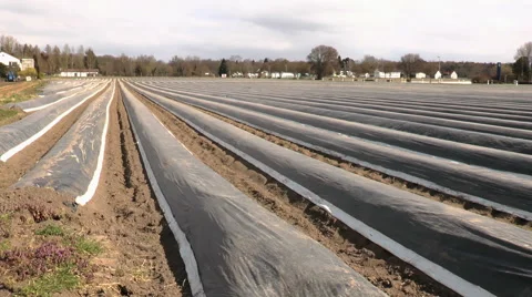 Asparagus field Stock Footage 48317930