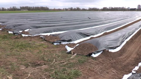 Asparagus field Vidéo 48318246