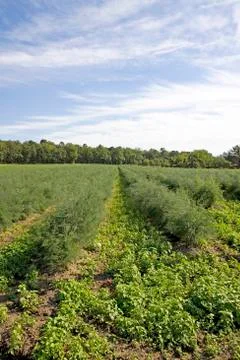 Asparagus field Stock Photos