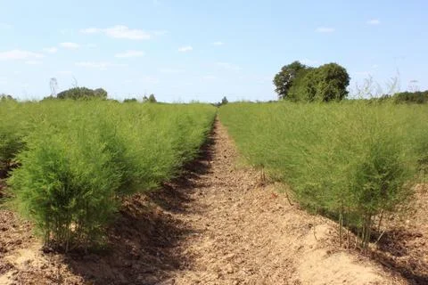 Asparagus field Stock Photos