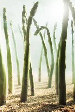 Asparagus field Stock Photos
