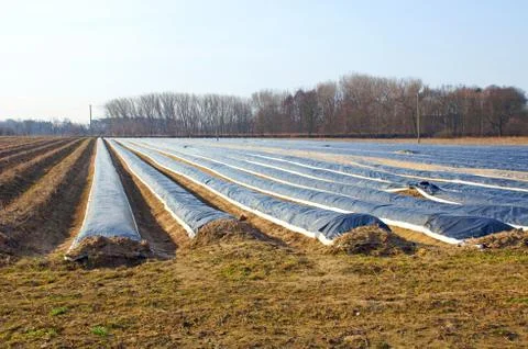 Asparagus field Stock Photos