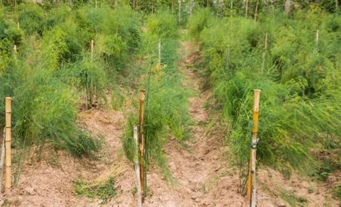 Asparagus field Stock Photos