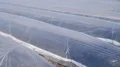 Asparagus field rows close up before harvest protected with plastic film 4k or 4k+ Resolution