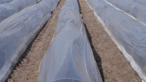 Asparagus field rows close up before harvest protected with plastic film Stock Footage 87891685