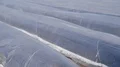 Asparagus field rows close up before harvest protected with plastic film 4k or 4k+ Resolution