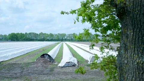 Asparagus field with rows covered by plastic foil 스톡 동영상 336845593