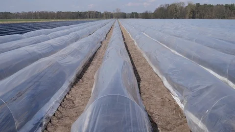 Asparagus field rows zoom before beginning harvest protected with plastic film Stock Footage 87892488