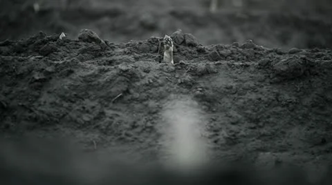 Asparagus Stock-Footage 21243013