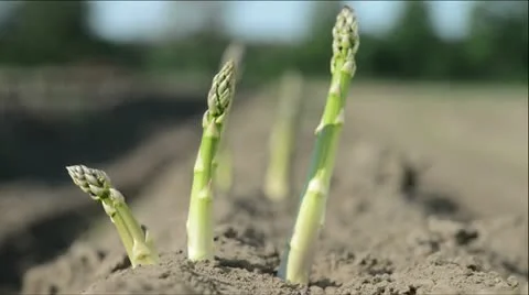 Asparagus Stock-Footage 21243201