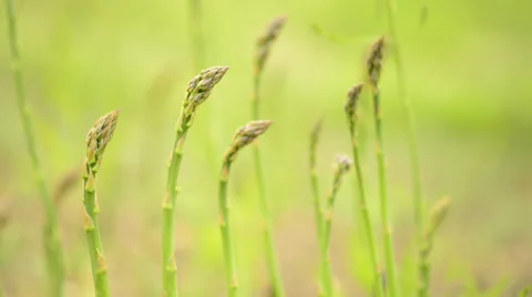 Asparagus Stock Footage 37313333