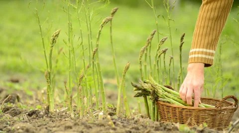 Asparagus Stock Footage 37313344