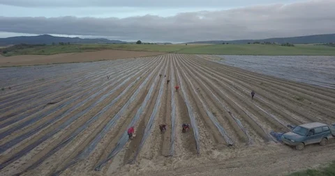 Asparagus Video stock 105418960