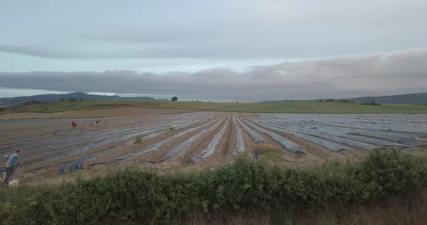 Asparagus Video stock 105418963