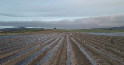 Asparagus Video stock 105419004