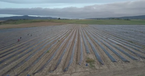 Asparagus Video stock 105419036