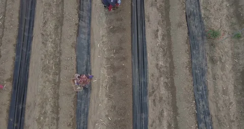 Asparagus Video stock 105419341