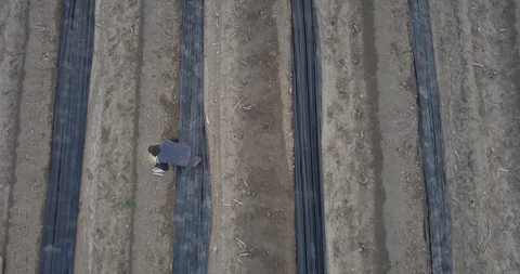 Asparagus Video stock 105419671