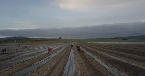 Asparagus Video stock 105420313